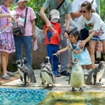 phuket happiness trips turtle village